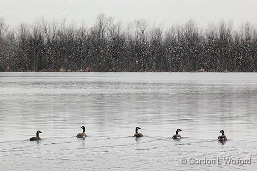 Retreating Geese_10281.jpg - Canada Geese (Branta canadensis) on the Canadian Mississippi River in first snow.Photographed at Appleton, Ontario, Canada.